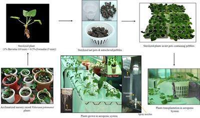 Effect of Elicitors on Morpho-Physiological Performance and Metabolites Enrichment in Valeriana jatamansi Cultivated Under Aeroponic Conditions